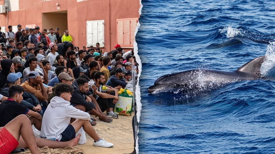 Outrage Erupts in Ceuta After Video Shows Dolphin Beaten During Beach Celebration